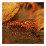 Oranger Zwergkrebs - Cambarellus patzcuarensis (CPO) (Produktbild)