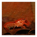 Oranger Zwergkrebs - Cambarellus patzcuarensis (CPO) (Produktbild)