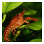 Oranger Zwergkrebs - Cambarellus patzcuarensis (CPO) (Produktbild)