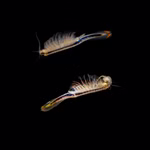 Biberschwanz Feenkrebse Thamnocephalus platyurus - Paar Urzeitkrebse (Produktbild)