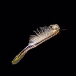 Biberschwanz Feenkrebse Thamnocephalus platyurus - Urzeitkrebse Männchen (Produktbild)