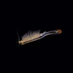 Biberschwanz Feenkrebse Thamnocephalus platyurus - Urzeitkrebse Weibchen (Produktbild)