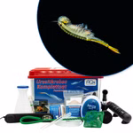 Premium Thailändische Feenkrebse Komplettset mit LED-Beleuchtung - Filter und Heizung - Branchinella thailandensis (Produktbild)