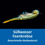 Urzeitkrebse Thailändische Feenkrebse Branchinella thailandensis (Produktbild)
