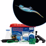 Premium Brasilianische Feenkrebse Komplettset mit LED-Beleuchtung - Filter und Heizung - Dendrocephalus brasiliensis (Produktbild)
