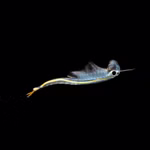 Siam Feenkrebse - Streptocephalus siamensis - Urzeitkrebse adult (Produktbild)