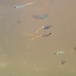 Siam Feenkrebse - Streptocephalus siamensis - Urzeitkrebse Gruppe (Produktbild)