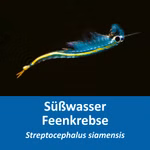 Siam Feenkrebse - Streptocephalus siamensis - Urzeitkrebse (Produktbild)