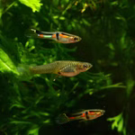 Endler Guppy - Poecelia wingei - Paar (Produktbild)