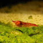Rote Hawaii Garnele - Halocaridina rubra - Brackwasser  Zwerggarnele (Produktbild)