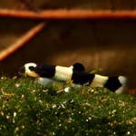 Pandaschmerle - Yaoshania pachychilus Pandaschmerle - Yaoshania pachychilus - Jungtier (Produktbild)