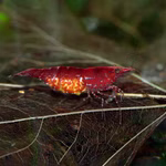 Red Fire Zwerggarnele - Neocaridina davidi Red Fire Zwerggarnele - Neocaridina davidi - Red Cherry Shrimp (Produktbild)