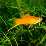 Schwertträger Xiphophorus helleri orange Schwertträger Xiphophorus helleri orange (Produktbild)