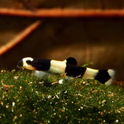 Pandaschmerle - Yaoshania pachychilus Pandaschmerle - Yaoshania pachychilus - Jungtier (Produktbild)