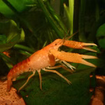 Millers Flusskrebs - Procambarus milleri - Männchen auf Mooskugel (Produktbild)