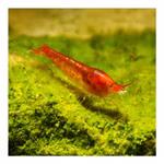 Rote Hawaii Garnele - Halocaridina rubra (Produktbild)