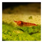 Rote Hawaii Garnele - Halocaridina rubra (Produktbild)