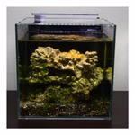 Rote Hawaii Garnele - Halocaridina rubra Brackwasseraquarium - Nano Cube (Produktbild)
