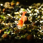 Rote Hawaii Garnele - Halocaridina rubra juvenil (Produktbild)