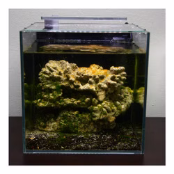 Rote Hawaii Garnele - Halocaridina rubra Brackwasseraquarium - Nano Cube Rote Hawaii Garnele - Halocaridina rubra Brackwasseraquarium - Nano Cube (Produktbild)