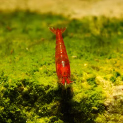 Rote Hawaii Garnele - Halocaridina rubra adult Rote Hawaii Garnele - Halocaridina rubra adult (Produktbild)