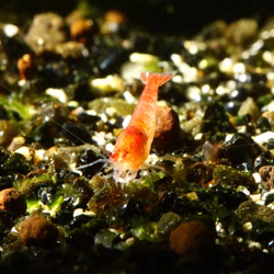 Rote Hawaii Garnele - Halocaridina rubra juvenil Rote Hawaii Garnele - Halocaridina rubra juvenil (Produktbild)