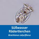 Süßwasser Rädertierchen - Brachionus calyciflorus - Eier - Fischfutter - Aufzuchtfutter - Lebendfutter für Fische (Produktbild)