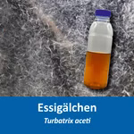 Lebendfutter für Aquarium Fische - Essigälchen  Aufzuchtfutter - Turbatrix aceti (Produktbild)