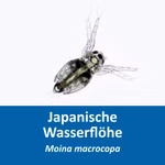 Japanische Wasserflöhe - Moina macrocopa Eier - Aufzuchtfutter - Fischfutter - Lebendfutter für Fische Label (Produktbild)