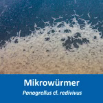 Lebendfutter für Aquarium Fische - Essigälchen + Mikrowürmer mit Anleitungen (Produktbild)