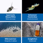 Lebendfutter für Aquarium Fische  - Artemia franciscana - Artemiaeier - Essigälchen Turbatrix aceti - Mikrowürmer Panagrellus cf.redivivus - Wasserflöhe Moina macrocopa mit Anleitungen (Produktbild)
