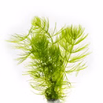 Hornkraut Hornblatt Ceratophyllum demersum (Produktbild)