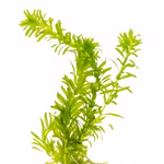 Dichtblättrige Wasserpest Egeria densa (Produktbild)
