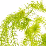 Nixkrautähnliche Wasserpest Egeria najas detail (Produktbild)
