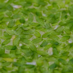 Kleine Wasserlinse - Lemna minor - Entengrütze - Schwimmpflanze (Produktbild)