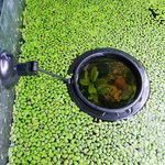 Kleine-Wasserlinse--Lemna-minor--Entengruetze_2.jpg