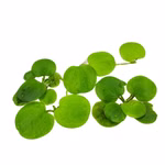 Südamerikanische Froschbiss - Limnobium laevigatum - Schwimmpflanze (Produktbild)