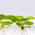 Südamerikanische Froschbiss - Limnobium laevigatum - Schwimmpflanze (Produktbild)