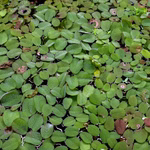 Gemeiner Schwimmfarn - Salvinia natans - Büschelfarn - Schwimmpflanze (Produktbild)
