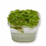 Gemeiner Schwimmfarn - Salvinia natans - Büschelfarn - Schwimmpflanze (Produktbild)