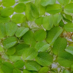Gemeiner Schwimmfarn - Salvinia natans - Büschelfarn - Schwimmpflanze (Produktbild)