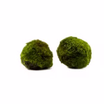 Mooskugeln - Algenball - Aegagropila linnaei - Chladophora aegagropila (Produktbild)