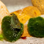 Triops und Zwerggarnelen auf Mooskugel Algenball - Aegagropila linnaei - Chladophora aegagropila (Produktbild)
