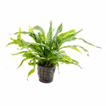 Javafarn Microsorium pteropus Schwarzwurzelfarn - Aufsitzerpflanze (Produktbild)