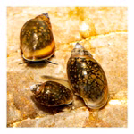 Blasenschnecken - Physa - Physella - 3er Set (Produktbild)