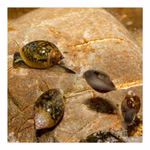 Blasenschnecken - Physa - Physella - 5er Set (Produktbild)