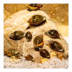 Blasenschnecken - Physa - Physella - 10er Set (Produktbild)