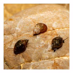 Blasenschnecken - Physa - Physella - 3er Set (Produktbild)