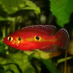 Roter Cichlide Rubricatochromis/ Hemichromis cristatus - Männchen (Produktbild)
