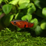 Micropoecilia picta - Männchen (Produktbild)